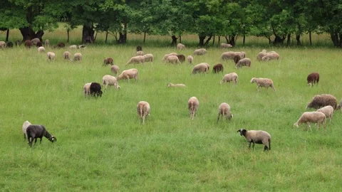 Herd of sheep in a field in autumn at sunset Video stock 323333602