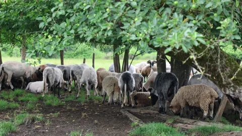 Herd of sheep in a field in autumn at sunset Stock Footage 323333623