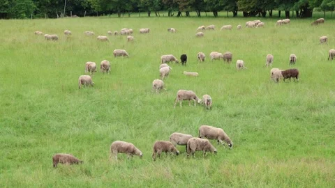 Herd of sheep in a field in autumn at sunset Stock Footage 323333625