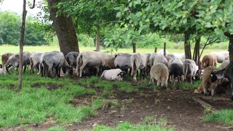 Herd of sheep in a field in autumn at sunset Vídeos de archivo 323333733