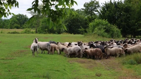 Herd of sheep in a field in autumn at sunset Stock Footage 323333967