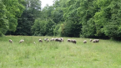 Herd of sheep in a field in autumn at sunset Stock Footage 323334257