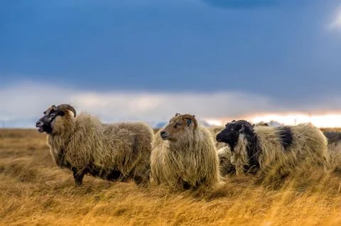 A herd of sheep in a field Stock Photos