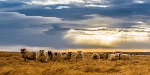 A herd of sheep in a field Fotos de archivo