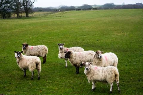 A herd of sheep in a field Stock Photos