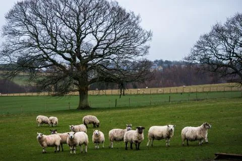 A herd of sheep in a field Stock Photos