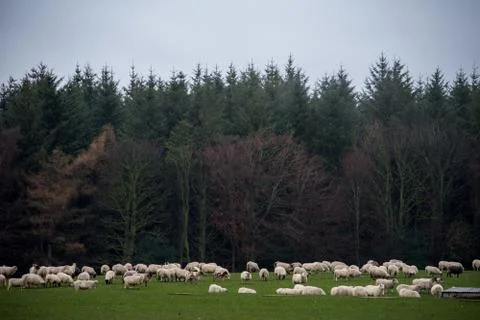 A herd of sheep in a field Stock Photos