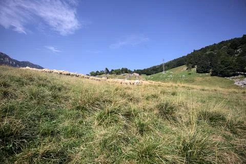 Herd of sheep on a field Stock Photos