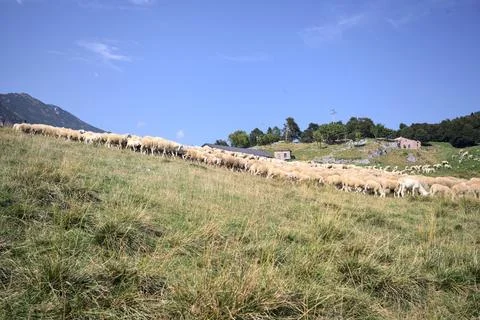 Herd of sheep on a field Stock Photos