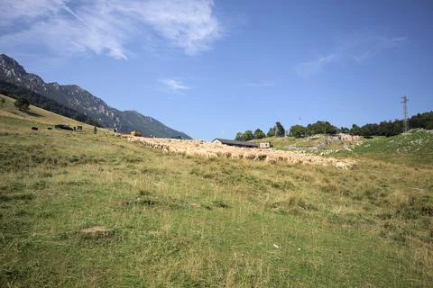 Herd of sheep on a field Stock Photos