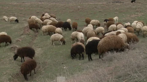 Herd of Sheep Stock Footage 46061941