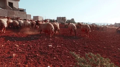 Herd of sheep Stock Footage 79438774