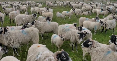 Herd of sheep Stock Footage 97857949