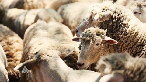 Herd of sheep 動画素材 98219654