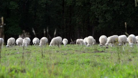 Herd sheep Video stock 118378275