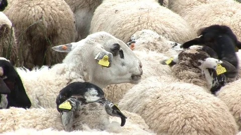 Herd Of Sheep Stock Footage 127920107