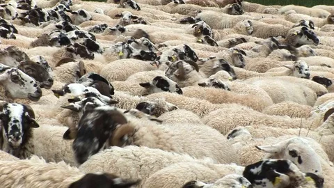 Herd Of Sheep Vidéo 127920108
