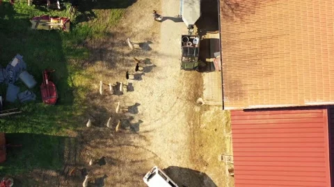 Herd of sheep Stock Footage 150382814