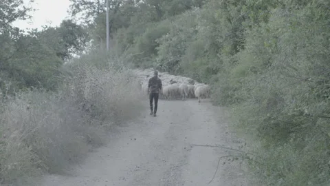 Herd Sheep Stock Footage 170307717