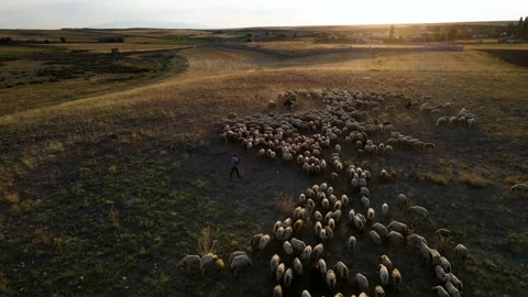 Herd of Sheep Stock Footage 205128462