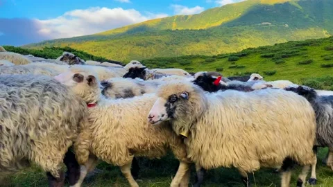 Herd of sheep Stock Footage 205656878