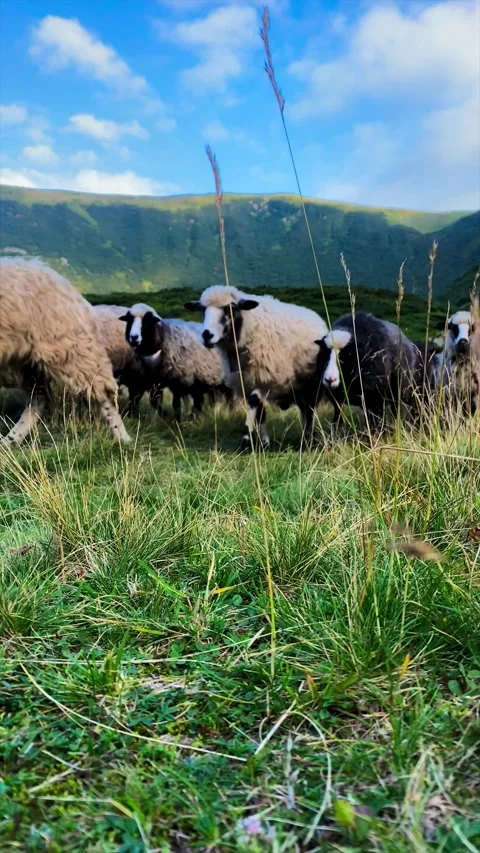 Herd of sheep Stock Footage 205656951