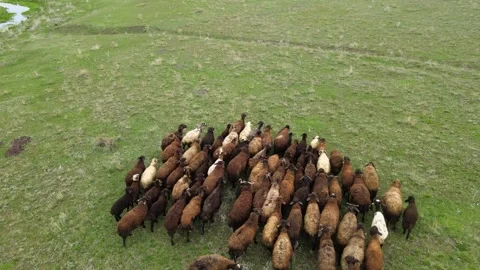 Herd of sheep Stock Footage 241116501