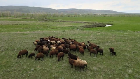 Herd of sheep Stock Footage 241116762