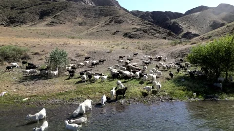 Herd of sheep 库存影片 246940412