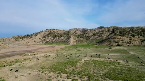 Herd of Sheep Stock Footage 274532978