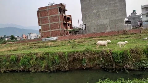 Herd of sheep Video stock 276958204