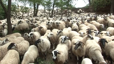 Herd Of Sheep In A Forest Stock-Footage 127920100