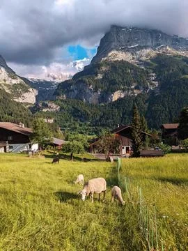 Herd of Sheep in front of Mount Eiger Foto stock