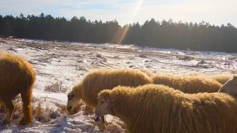 A herd of sheep graze in the field Video stock 102216652