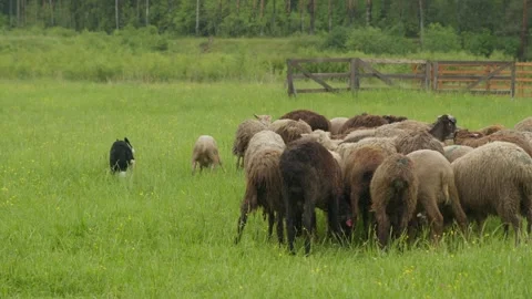 A herd of sheep is grazed by a border collie service dog during training Stock Footage 315309497