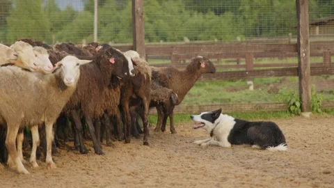 A herd of sheep is grazed by a border collie service dog during training in a Stock Footage 315309525