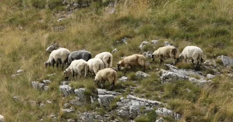 A herd of sheep grazes on a hillside in a mountain valley. Stock Footage 248766443