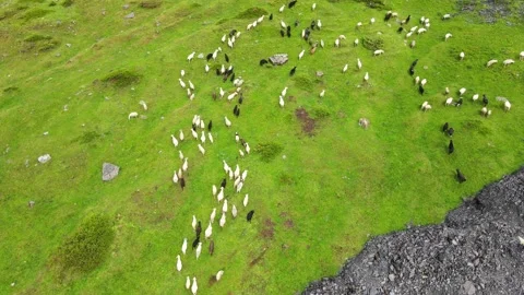 Herd of Sheep grazes in open meadows. Video stock 170854753