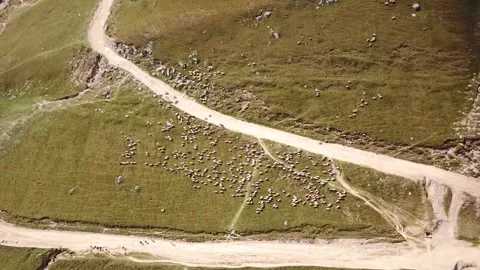 Herd of sheep grazing on alpine plateau in Romania , aerial view Stock-Footage 249246635