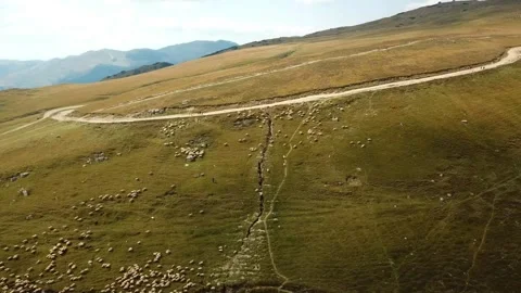 Herd of sheep grazing on alpine plateau in Romania , aerial view Stock Footage 249246638