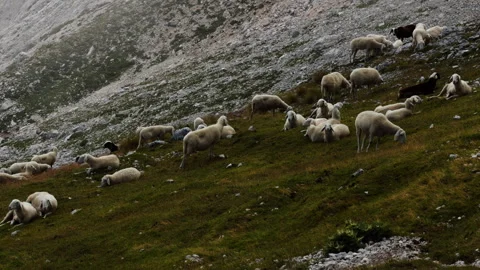 Herd of Sheep Grazing and Resting on Rocky Alpine Mountain Slope Stock Footage 341317501