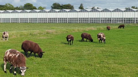 Herd of sheep grazing and running in a green pasture with a modern greenhouse Видео 338030391