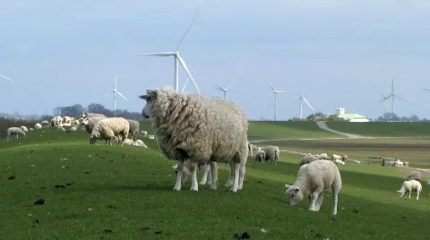 Herd of Sheep grazing on a dike Stock Footage 709349