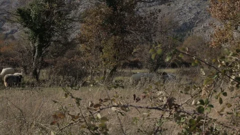 Herd of sheep grazing in the field Stock Footage 73457275