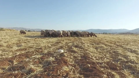 A herd of sheep grazing on the field. Stock Footage 77109206