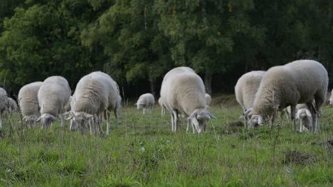 Herd of sheep grazing in the field Video stock 118441592