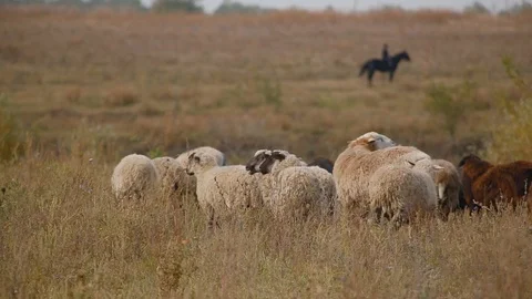 Herd of sheep grazing in field under open boundless sky Stock Footage 123330481