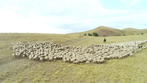 Herd of sheep grazing in field under open boundless sky Stock Footage 129290176