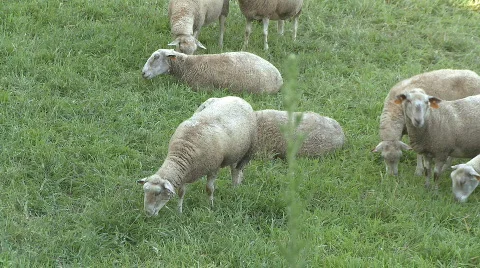 Herd of sheep grazing 動画素材 264256