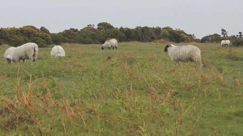 A herd of sheep grazing Stock Footage 38711766